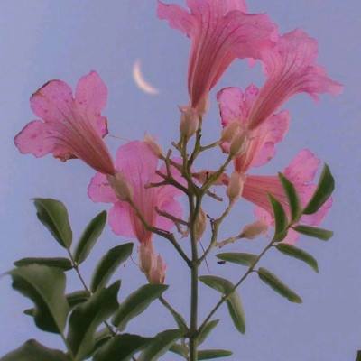芭比魔法猫咪游戏下载